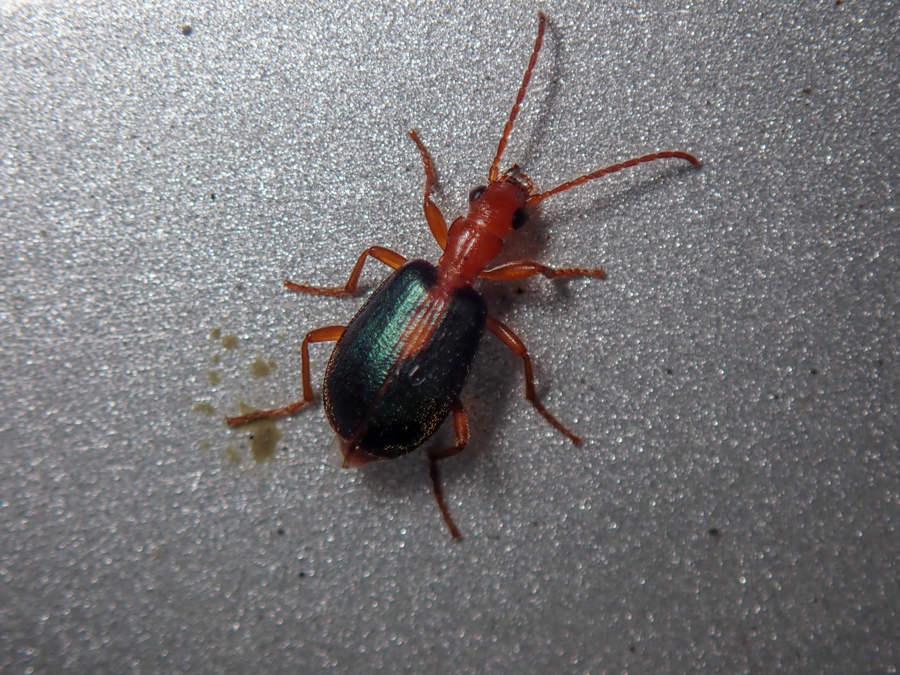 Brachinus sclopeta Brachinus sclopeta